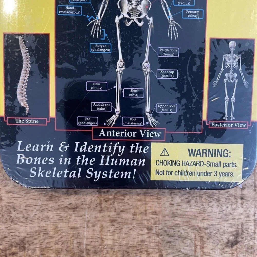 TS Shure The Human Skeleton Magnetic Science Tin Stem Activity Learning Bones